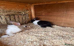 Dutch rabbits for sale: Baby Dutch Rabbits For Sale - Coventry - Image 4