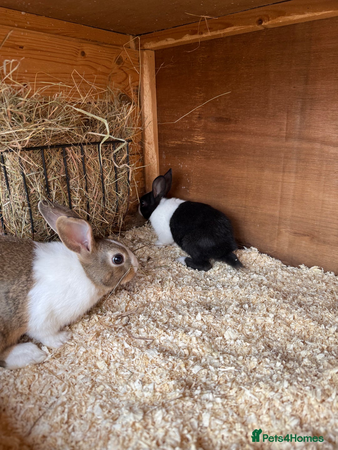 Dutch rabbits for sale: Baby Dutch Rabbits For Sale - Coventry - Image 4