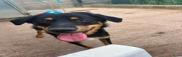 Mixed Breed dogs for adoption: Meet Danny, currently residing in Cheshire  in Nantwich - Advert 5