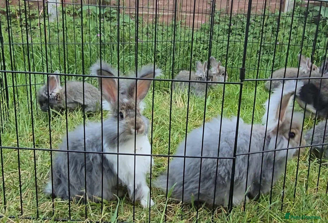 Angora rabbits for sale: ❤️Stunning full- face English Angora Babies❤️ - Advert 2