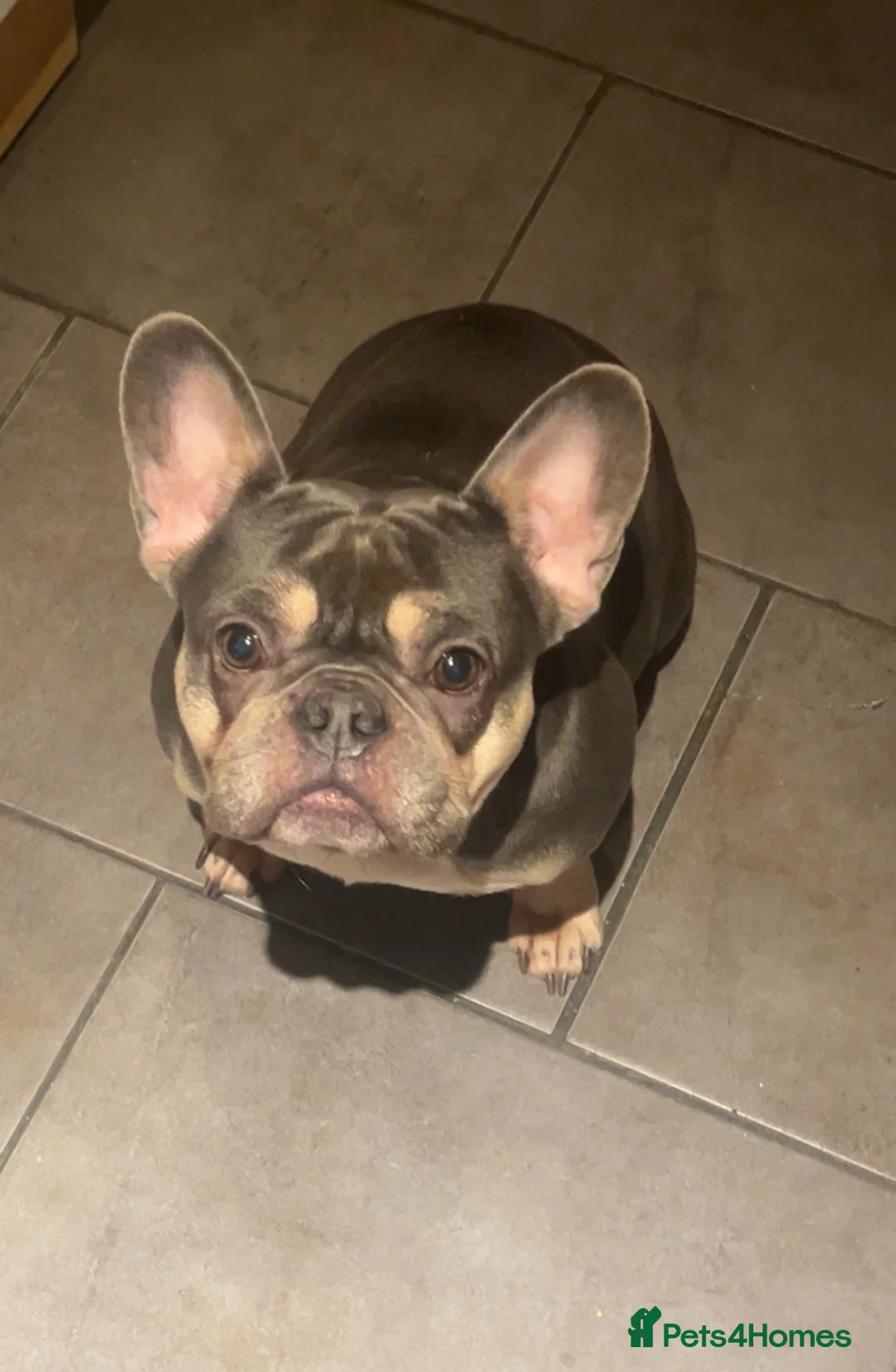 French Bulldog dogs for sale: Female French Bulldog - Advert 1