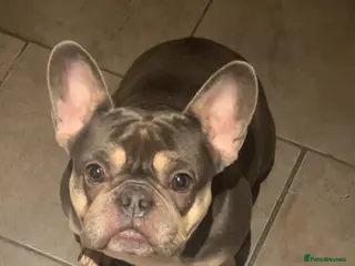 French Bulldog dogs Female French Bulldog - Advert 1