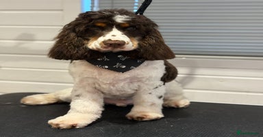 Cocker Spaniel dogs - Advert 5