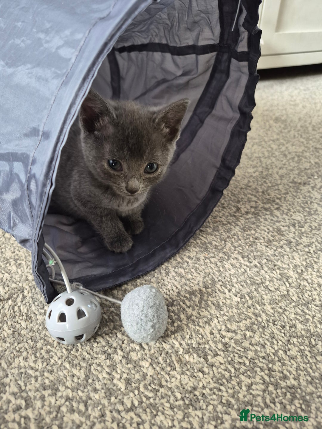 British Shorthair cats for sale: 4 Beautiful kittens - Image 2