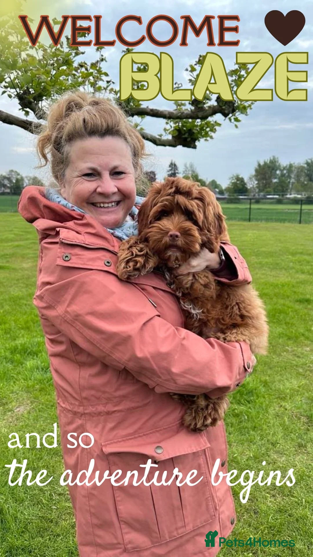 Australian Labradoodle dogs for sale: Australian Labradoodle waiting list  - Advert 3