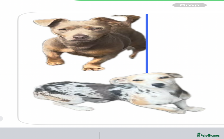 Jack Russell dogs - Advert 2
