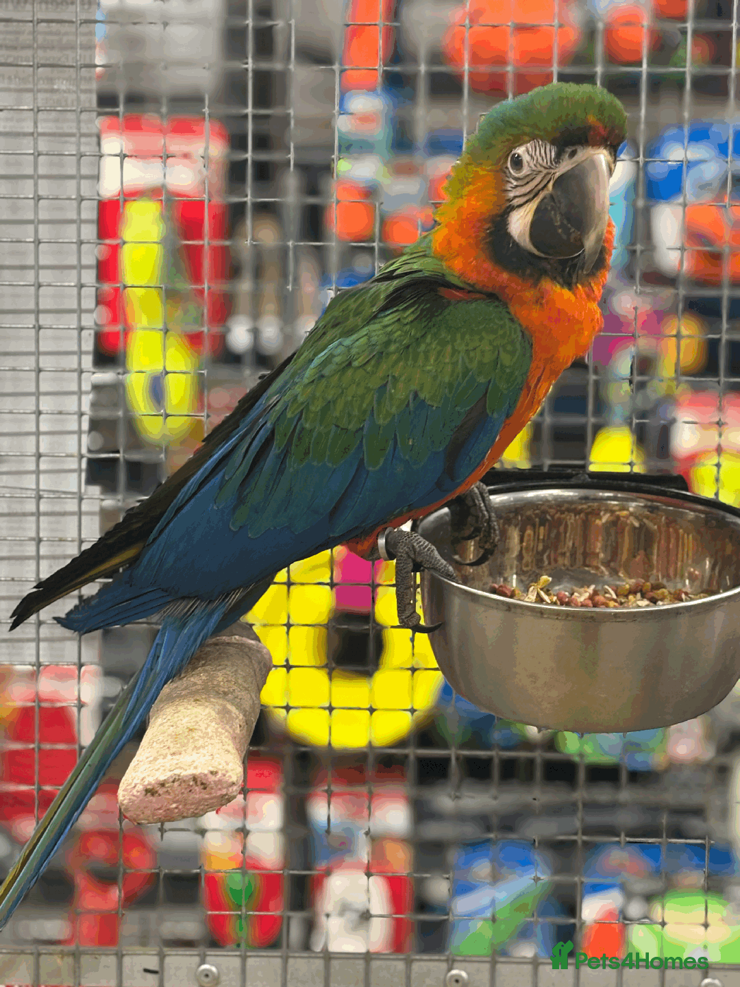 Macaws birds for sale: Variety of handreared tame baby macaws  - Advert 3
