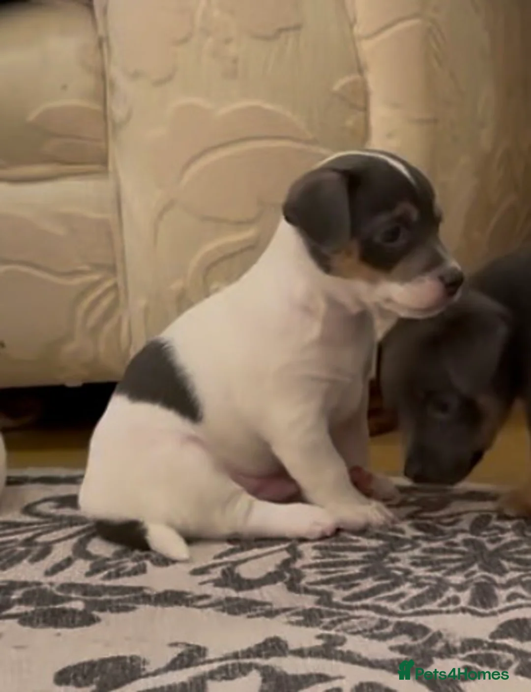 Jack Russell dogs for sale: Perfect Blue and Blue Merle Jack Russell Puppies - Advert 26