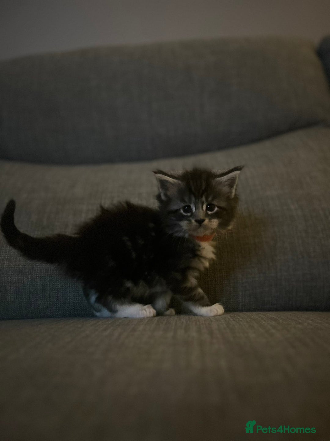 Maine Coon cats for sale: 2 boys and 1 girl  - Advert 9