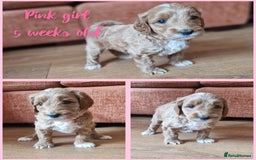 Australian Labradoodle dogs for sale: Stunning Australian labradoodles - Image 6