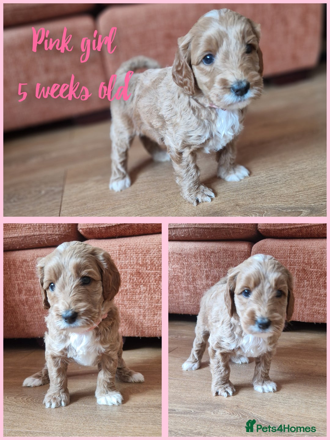 Australian Labradoodle dogs for sale: Stunning Australian labradoodles - Image 6