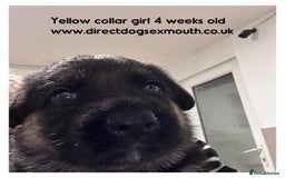 German Shepherd dogs for sale: German shepherd puppies  - Image 27