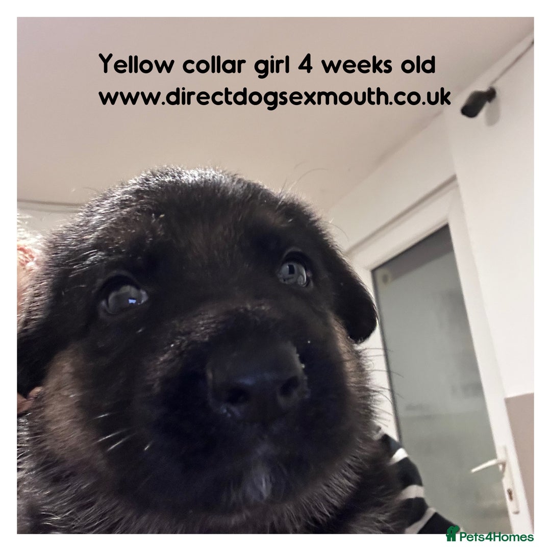German Shepherd dogs for sale: German shepherd puppies  - Image 27