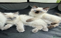 Ragdoll cats for sale: Last Ragdoll Kitten–Affectionate & Ready Now! ✨🐾 - Image 7