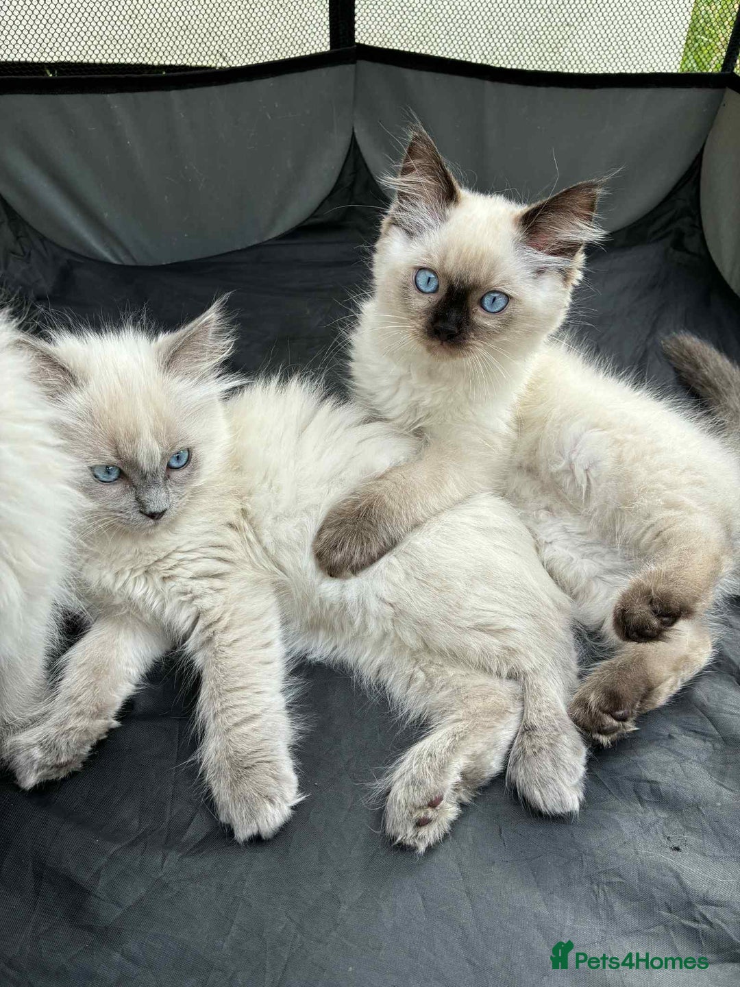 Ragdoll cats for sale: Last Ragdoll Kitten–Affectionate & Ready Now! ✨🐾 - Image 7