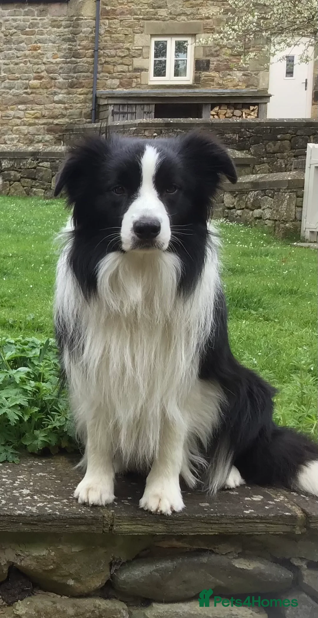 Border Collie dogs for stud: For stud. KC reg and proven.  in Brierley Hill - Advert 4