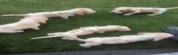 Basset Hound dogs for sale: Quality kc basset hound puppies  in Saint Austell - Advert 12