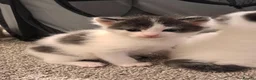 Mixed Breed cats for sale: 6 Adorable Fluffy Maine Coon X Calaco kittens  - Advert 16