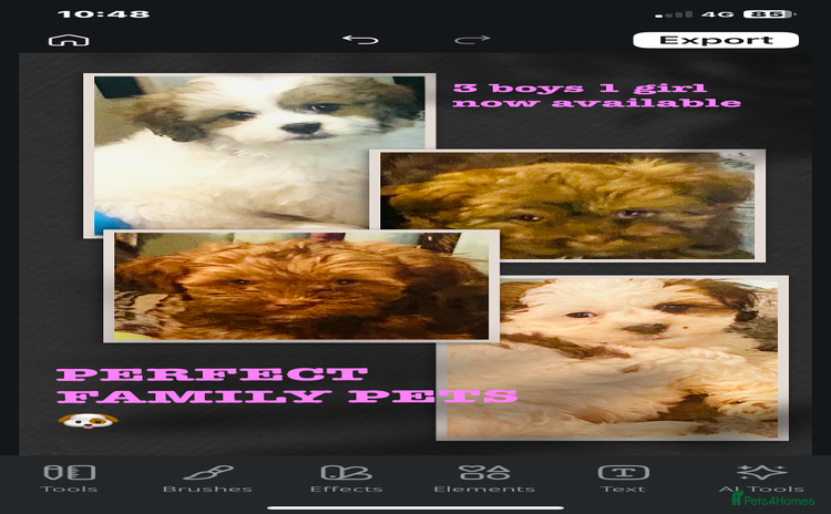Malshi dogs - Advert 4