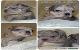 French Bulldog dogs for sale: Lilac blue eyed litter of 6. DWKC registered  - Image 9