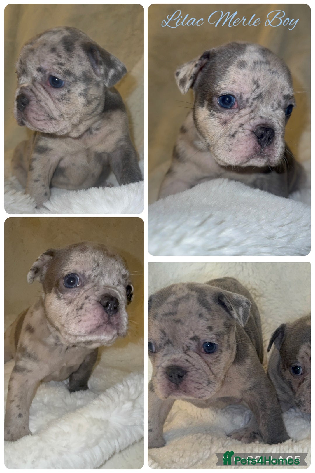 French Bulldog dogs for sale: Lilac blue eyed litter of 6. DWKC registered  - Image 9