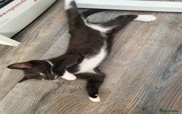 Domestic Shorthair cats for sale: Lovely kittens - Image 2