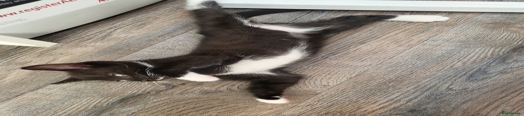 Domestic Shorthair Kitten 1