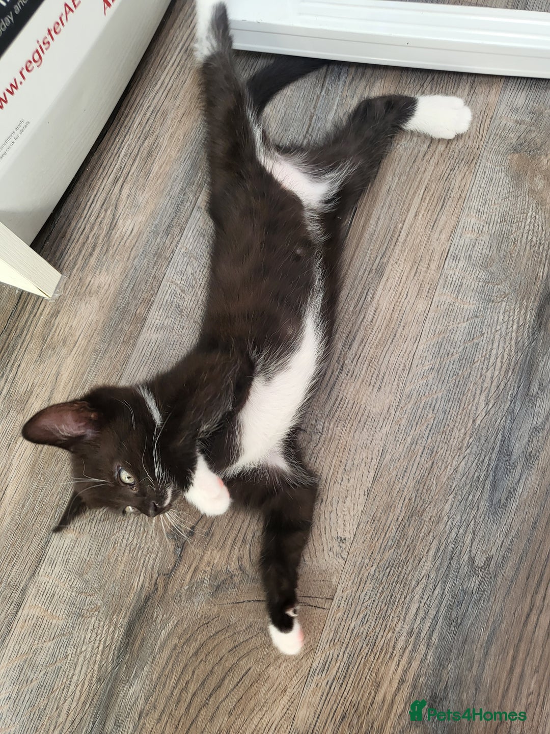 Domestic Shorthair cats for sale: Lovely kittens - Image 2