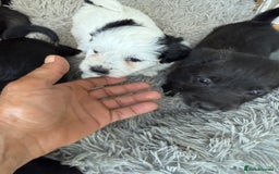 Glen of Imaal Terrier dogs for sale: Rare and beautiful  - Image 9