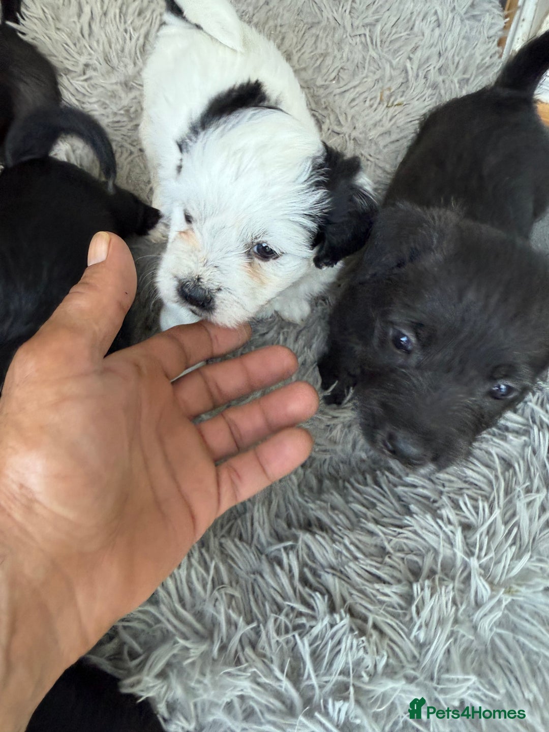 Glen of Imaal Terrier dogs for sale: Rare and beautiful  - Image 9