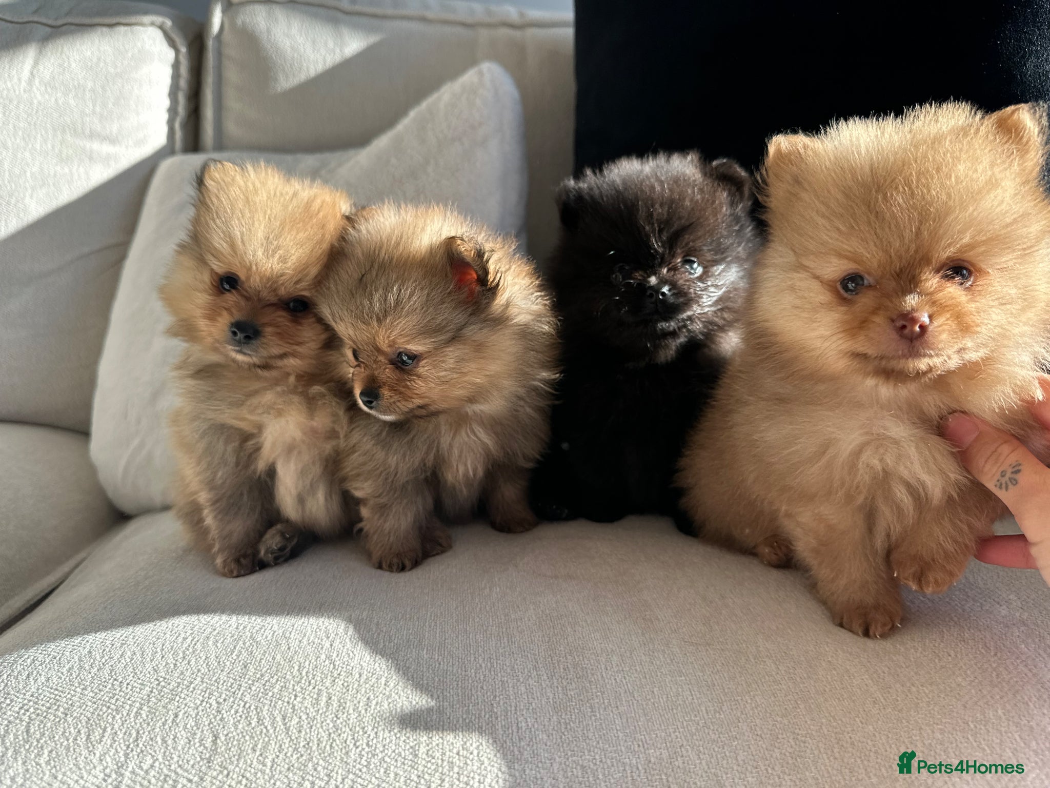 Pomeranian dogs Tiny teddy bear Pomeranian puppies KC registered - Advert 7