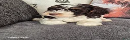 Cockapoo dogs for sale: F1 cockapoo puppys  in Durham - Advert 11
