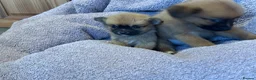 Pomchi dogs for sale: Pomchi in Hull - Advert 27