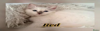 Ragdoll 4