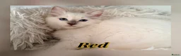 Ragdoll cats for sale: 5 GCCF Ragdoll kittens  - Advert 6