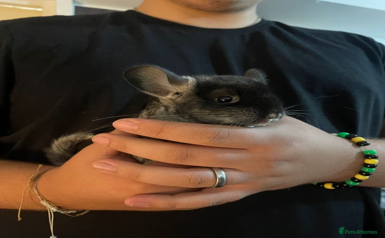Chinchilla rodents - Advert 1