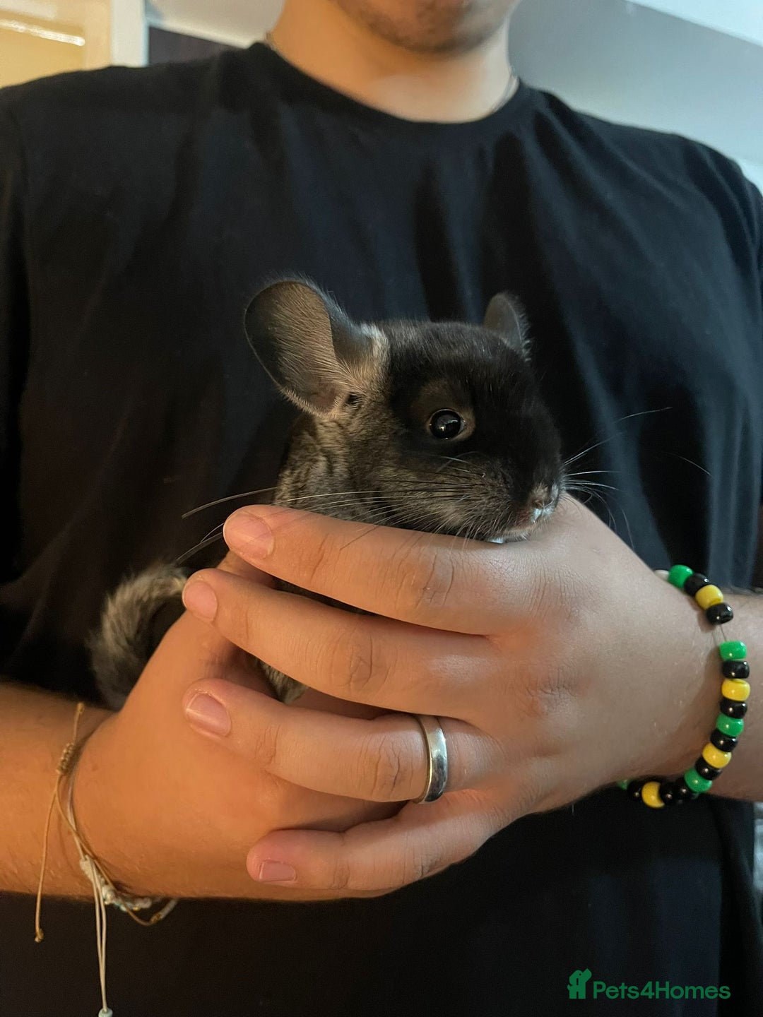 Chinchilla rodents for sale: URGENT: Two bonded mosaic female cousins - Image 1