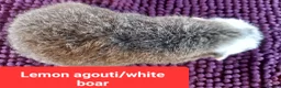 Guinea Pig rodents for sale: Rex sows/boars, Aby, cali guinea pigs. - Advert 7