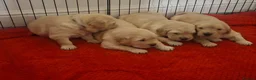 Golden Retriever dogs for sale: 1 KC girl ready for a new home! - Advert 25