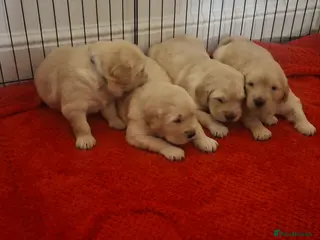Golden Retriever dogs Beautiful KC registered puppies! - Advert 2