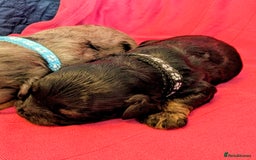 Cavapoo dogs for sale: Beautiful Phantom Merle and Phantom Cavapoos - Image 14