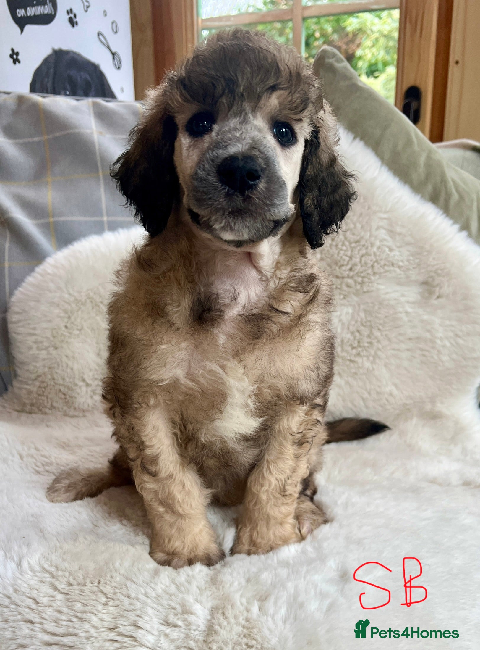 Standard Poodle dogs Stunning KC reg standard poodles  - Advert 1