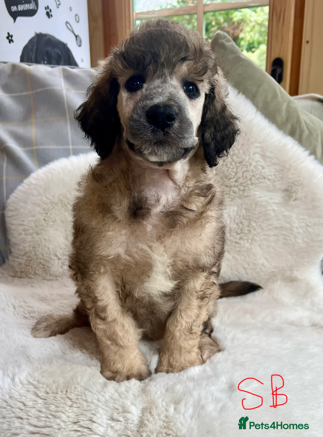 Standard Poodle dogs for sale: Stunning KC reg standard poodles  - Advert 1