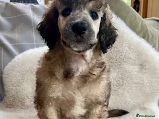 Standard Poodle dogs Stunning KC reg standard poodles - Advert 1