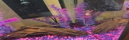 Bettas fish for sale: Female bata fish and cherry barbs  - Advert 9