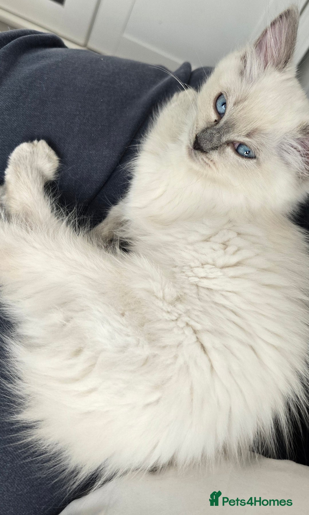Ragdoll cats for sale: Blue Point Ragdoll - Image 4
