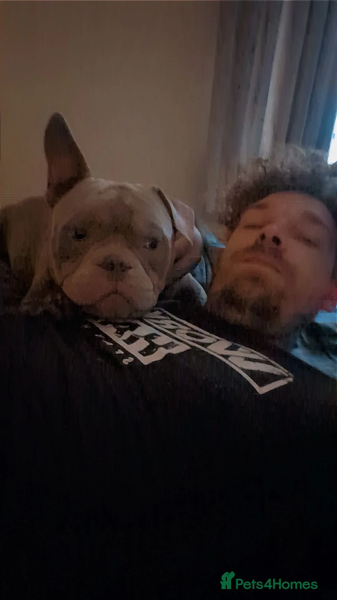 American Bully dogs for sale: Male pocket bully  - Advert 2