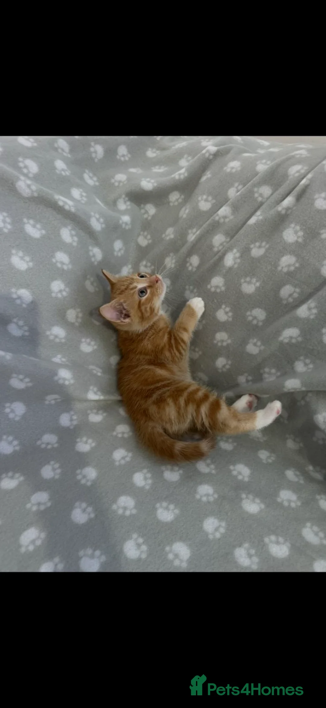 Mixed Breed cats for sale: Four mixed breed kittens - Advert 2