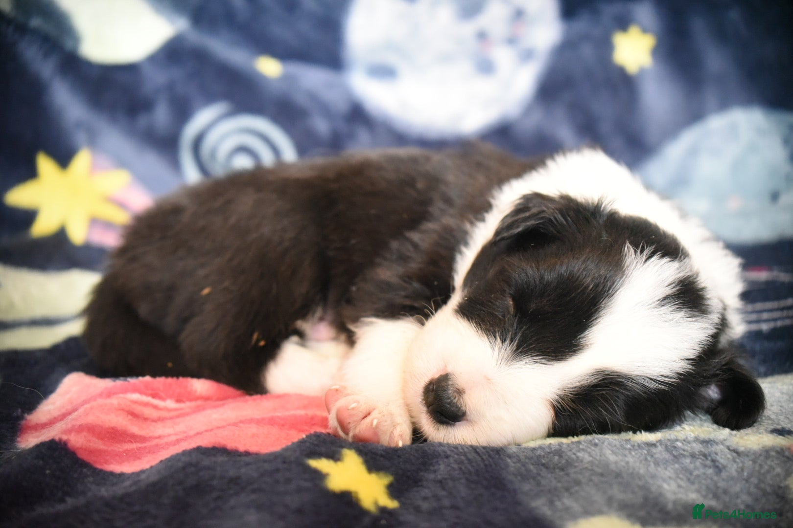 Border Collie dogs for sale: 1 health tested boy left - Advert 16