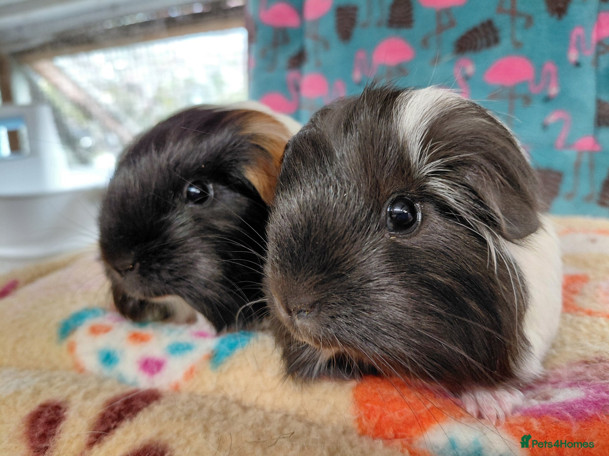 Guinea Pig rodents Baby Boars In Different Breeds  - Advert 15